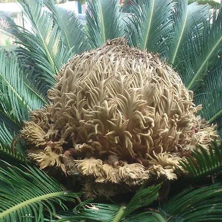 Apartament Baha-ammes *