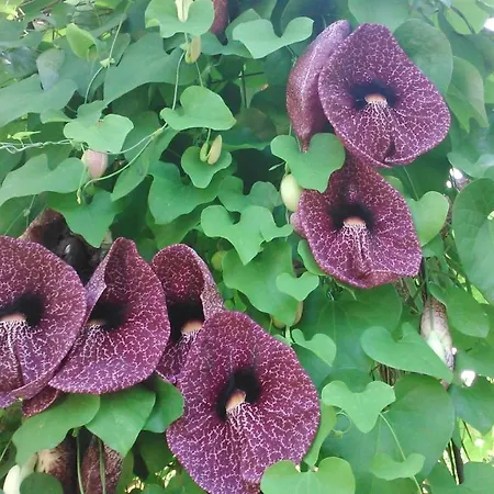 Apartament Baha-ammes Svoronata