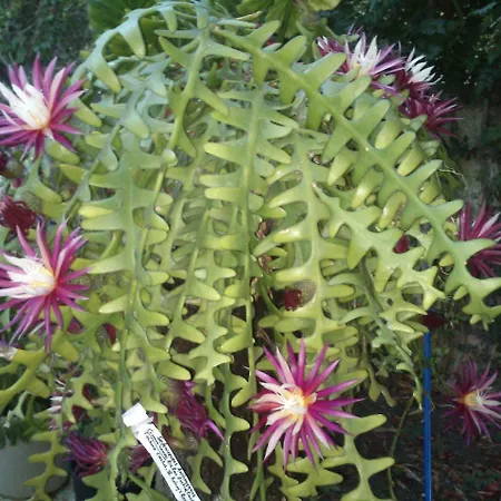 Baha-ammes Apartament