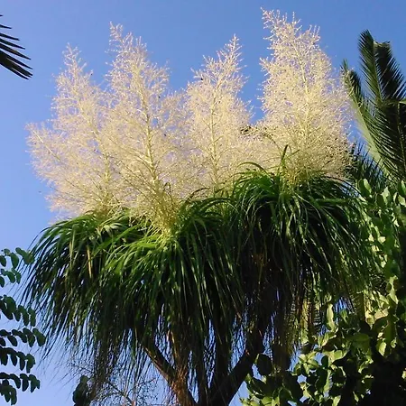 Apartament Baha-ammes