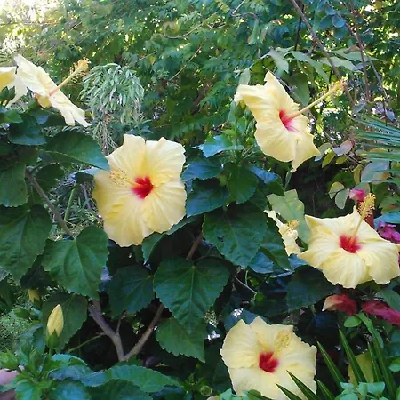 Baha-ammes Svoronata