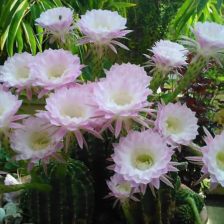 Baha-ammes * Svoronata