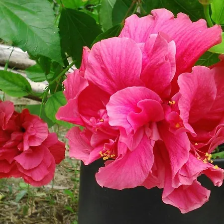 Baha-ammes Apartament