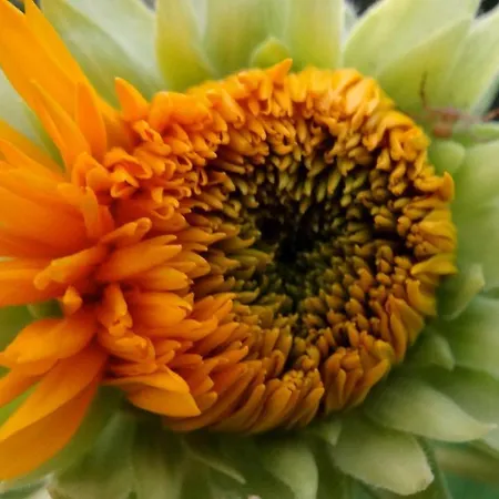 Baha-ammes * Svoronata