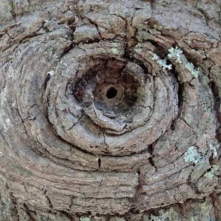 Baha-ammes Svoronata