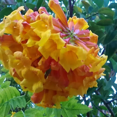 Baha-ammes Apartament *