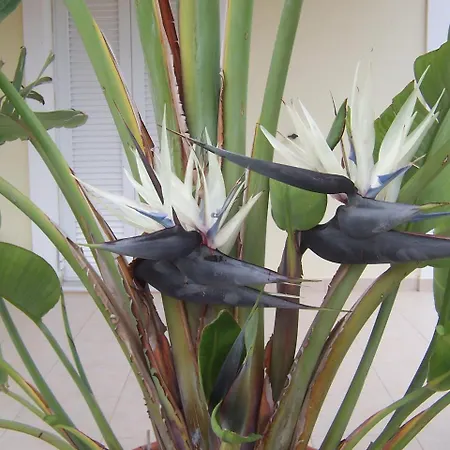 Baha-ammes Svoronata