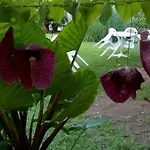 Baha-ammes * Svoronata