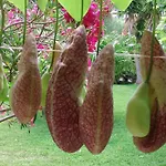 Baha-ammes Appartement