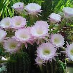 Baha-ammes * Svoronata