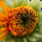 Baha-ammes * Svoronata