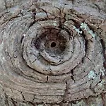 Baha-ammes Svoronata