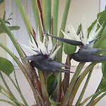 Baha-ammes Svoronata