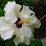 Baha-ammes Svoronata