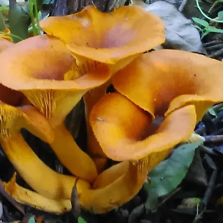 Baha-ammes Appartamento Svoronata