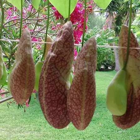 Baha-ammes Appartamento