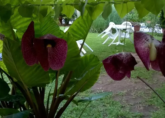 Baha-ammes * Svoronata