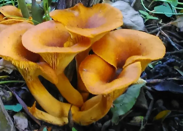 Baha-ammes Appartamento Svoronata