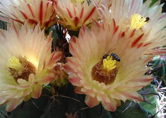 Appartamento Baha-ammes Svoronata