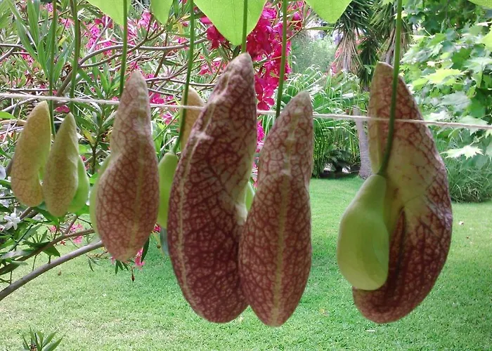 Baha-ammes Appartamento