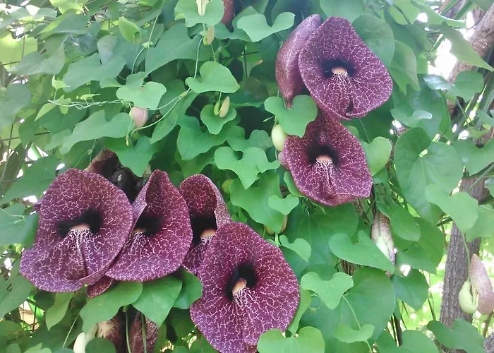 Appartamento Baha-ammes Svoronata