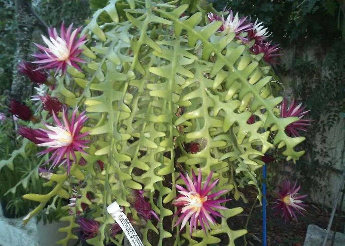 Baha-ammes Appartamento