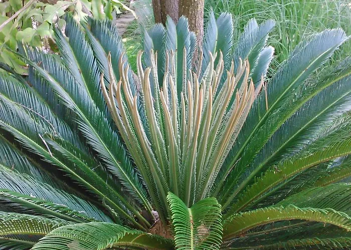 Baha-ammes Appartamento