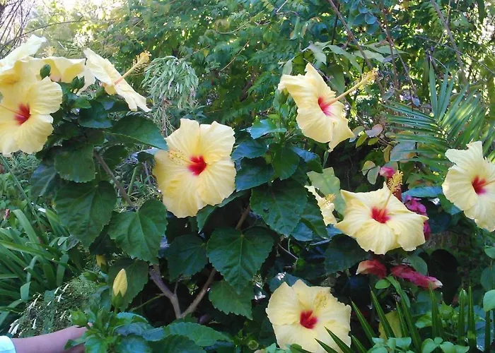 Baha-ammes Svoronata