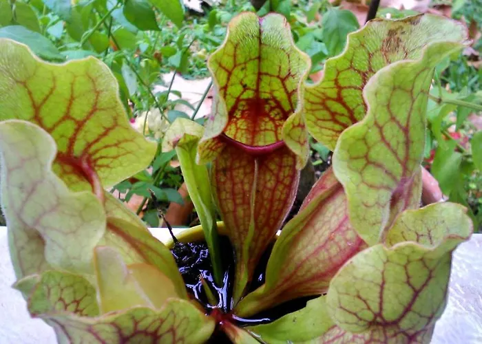 Appartamento Baha-ammes Svoronata