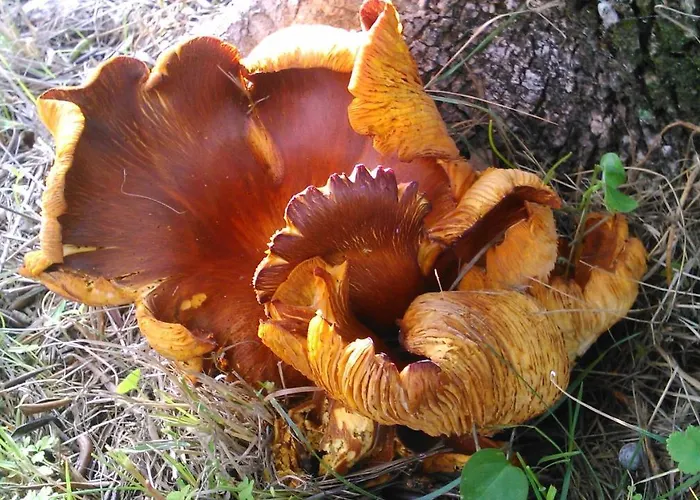 Baha-ammes Appartamento *