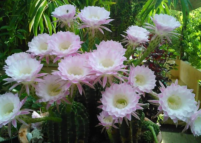 Baha-ammes * Svoronata