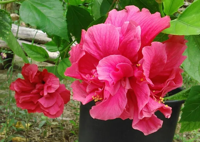 Baha-ammes Appartamento