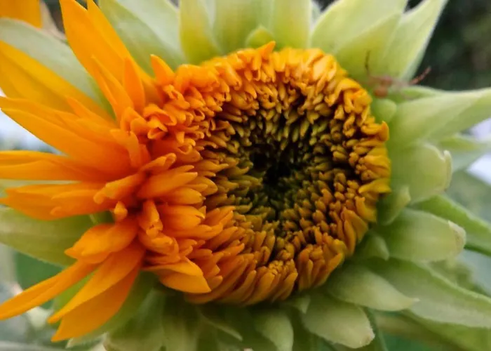 Baha-ammes * Svoronata