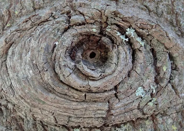 Baha-ammes Svoronata