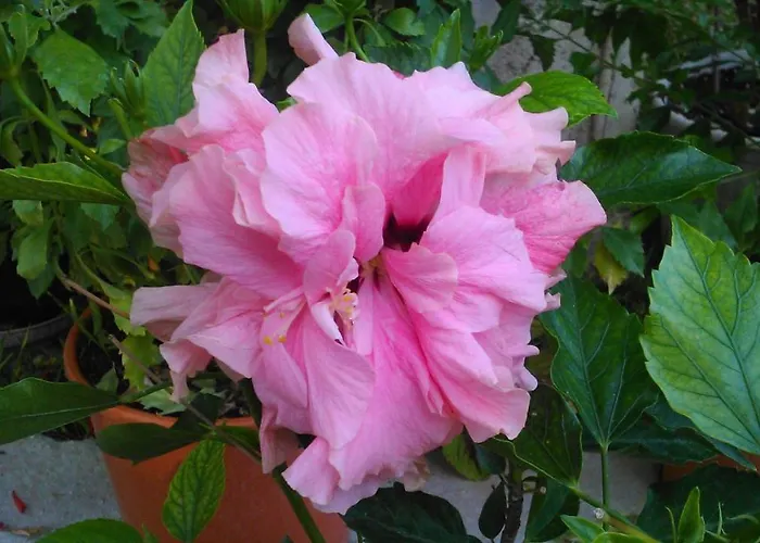 Baha-ammes Appartamento