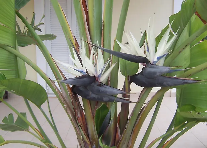 Baha-ammes Svoronata