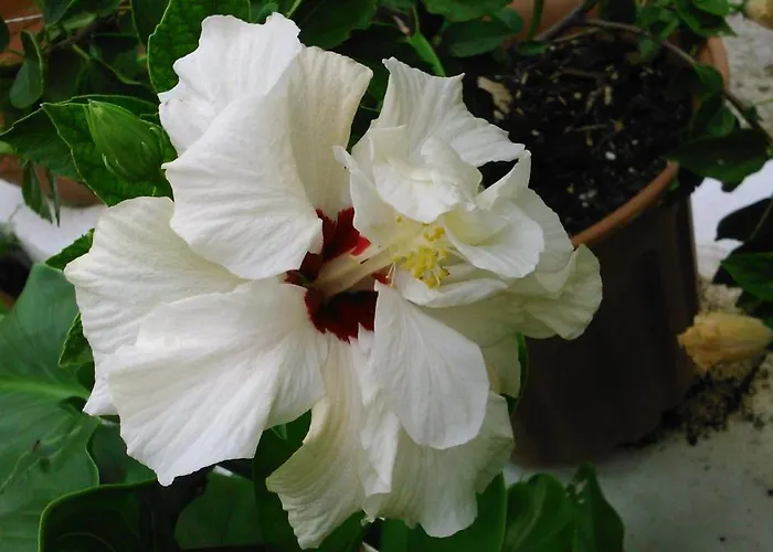 Baha-ammes Svoronata