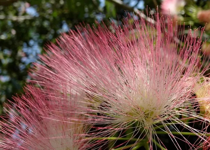 Appartamento Baha-ammes