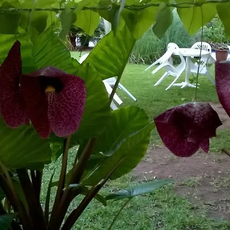 Baha-ammes * Svoronata