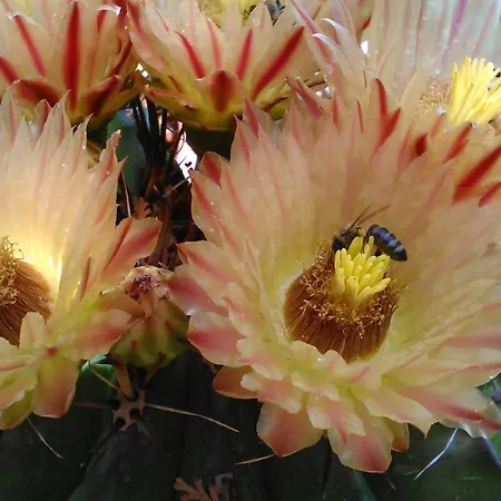 Apartment Baha-ammes Svoronata