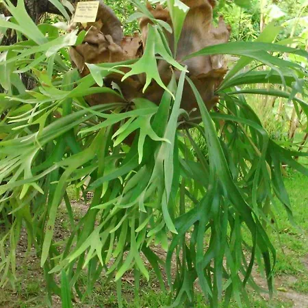 Apartment Baha-ammes Svoronata