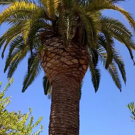 Baha-ammes Apartment Svoronata