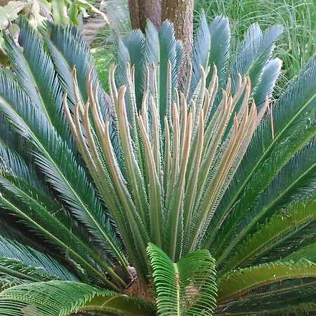 Baha-ammes Apartment