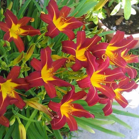 Apartment Baha-ammes