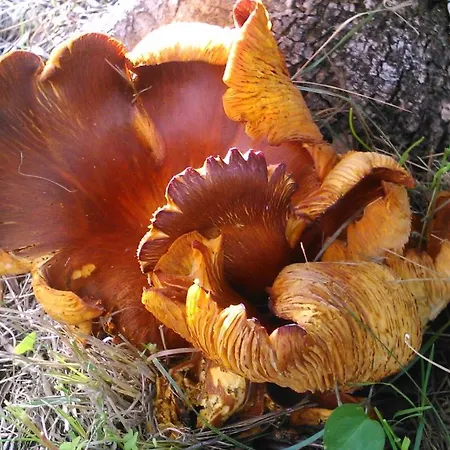 Baha-ammes Apartment *