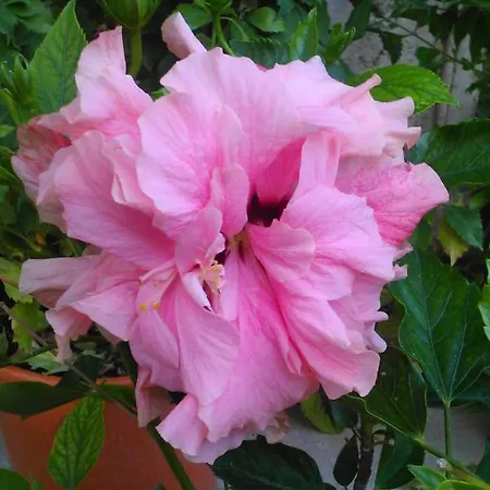 Baha-ammes Apartment