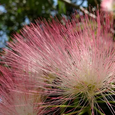 Apartment Baha-ammes