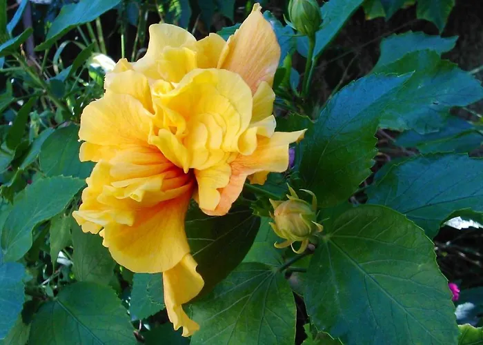 Baha-ammes * Svoronata