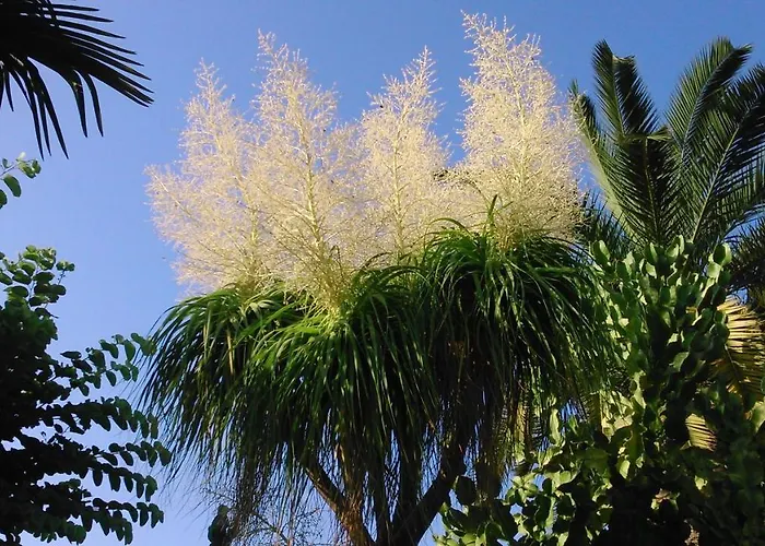 Apartment Baha-ammes