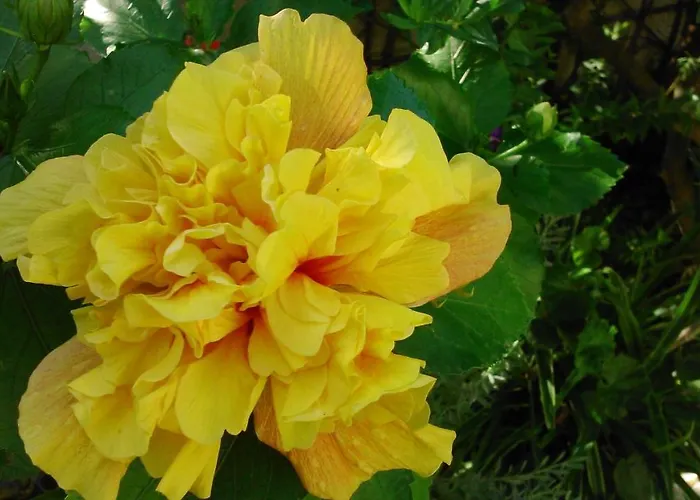 Apartment Baha-ammes Svoronata